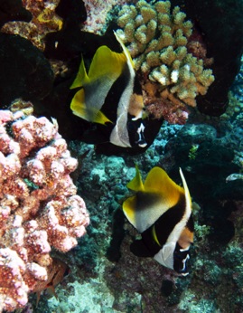 Rangiroa Bannerfish